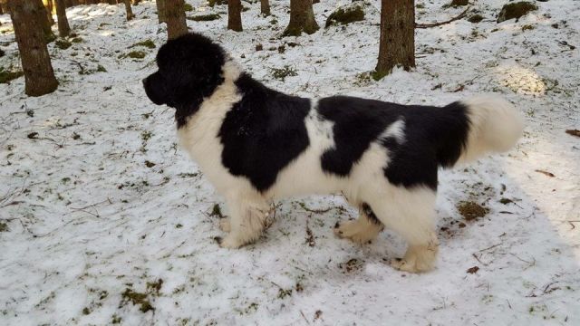 12788021_10205987685551566_208484745_n