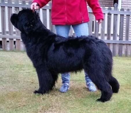 Daisy (Yalatkits Xclusive daylight)