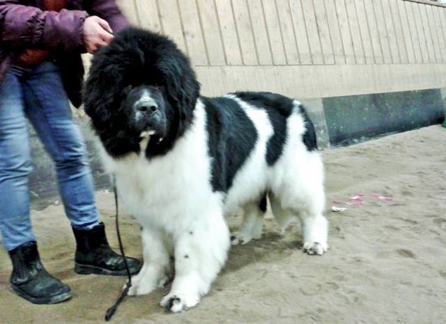 12769493_10207016509910146_979084727_n