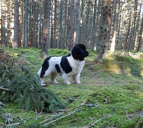 12988173_1313326715348121_1561705227_n