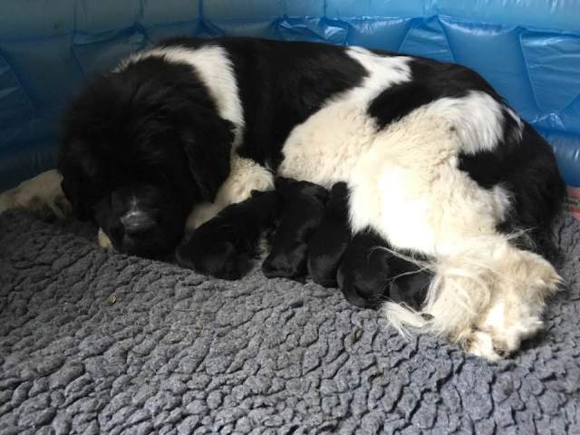 Nickie och valpar 0920