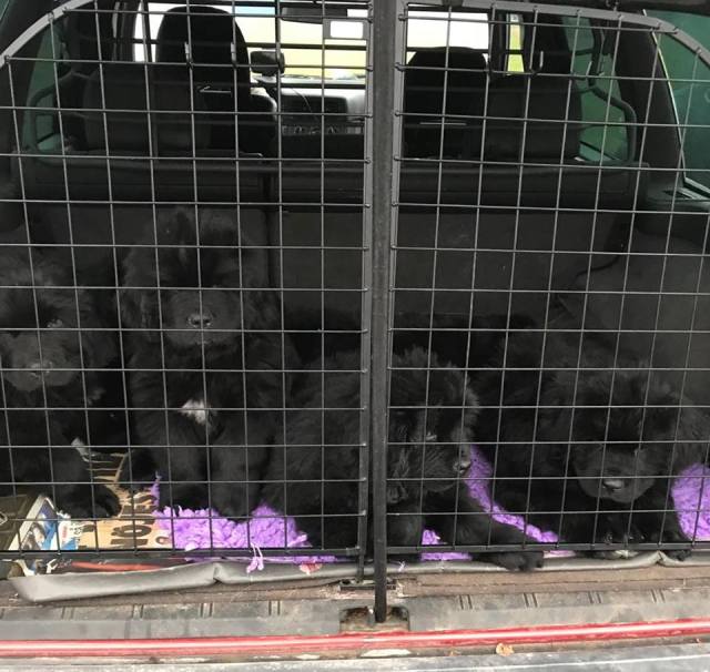 24252232_10210975925694452_1028886646_n