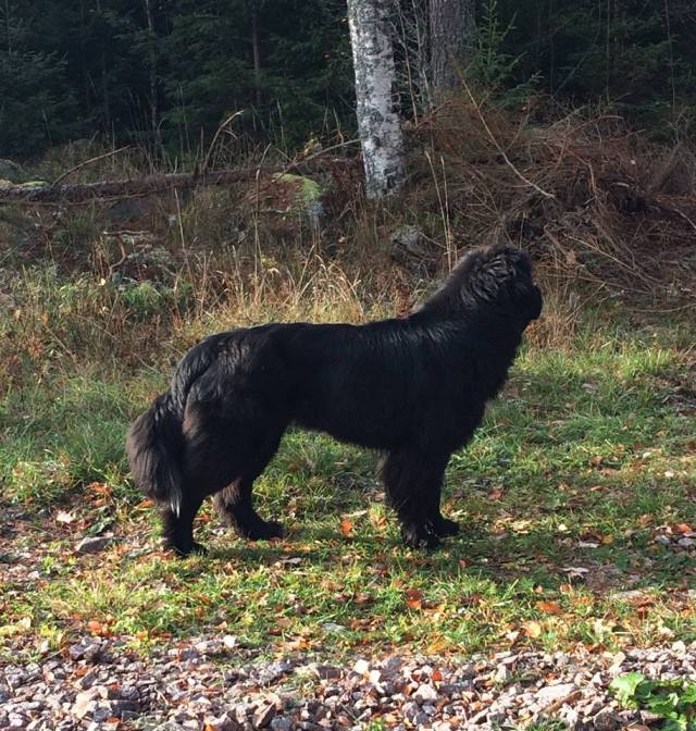 44907225_340897743381869_8940107188358086656_n