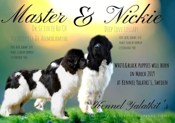 Master Nickie annons