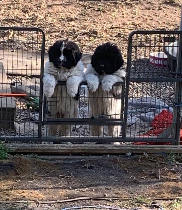 hane 2 och tik 1 0428