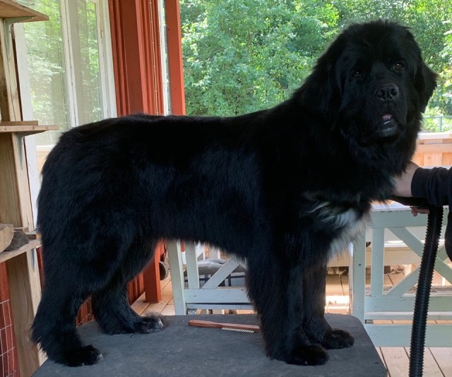 Signe trimb.20190710