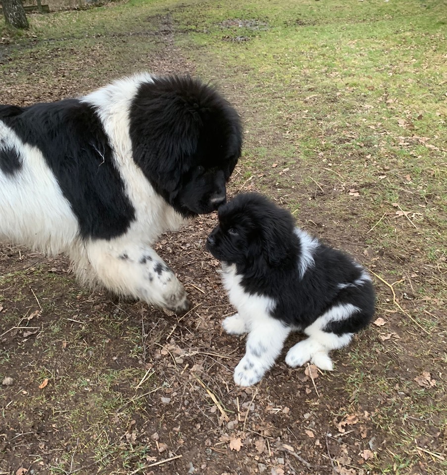 Whitney promis 20200221